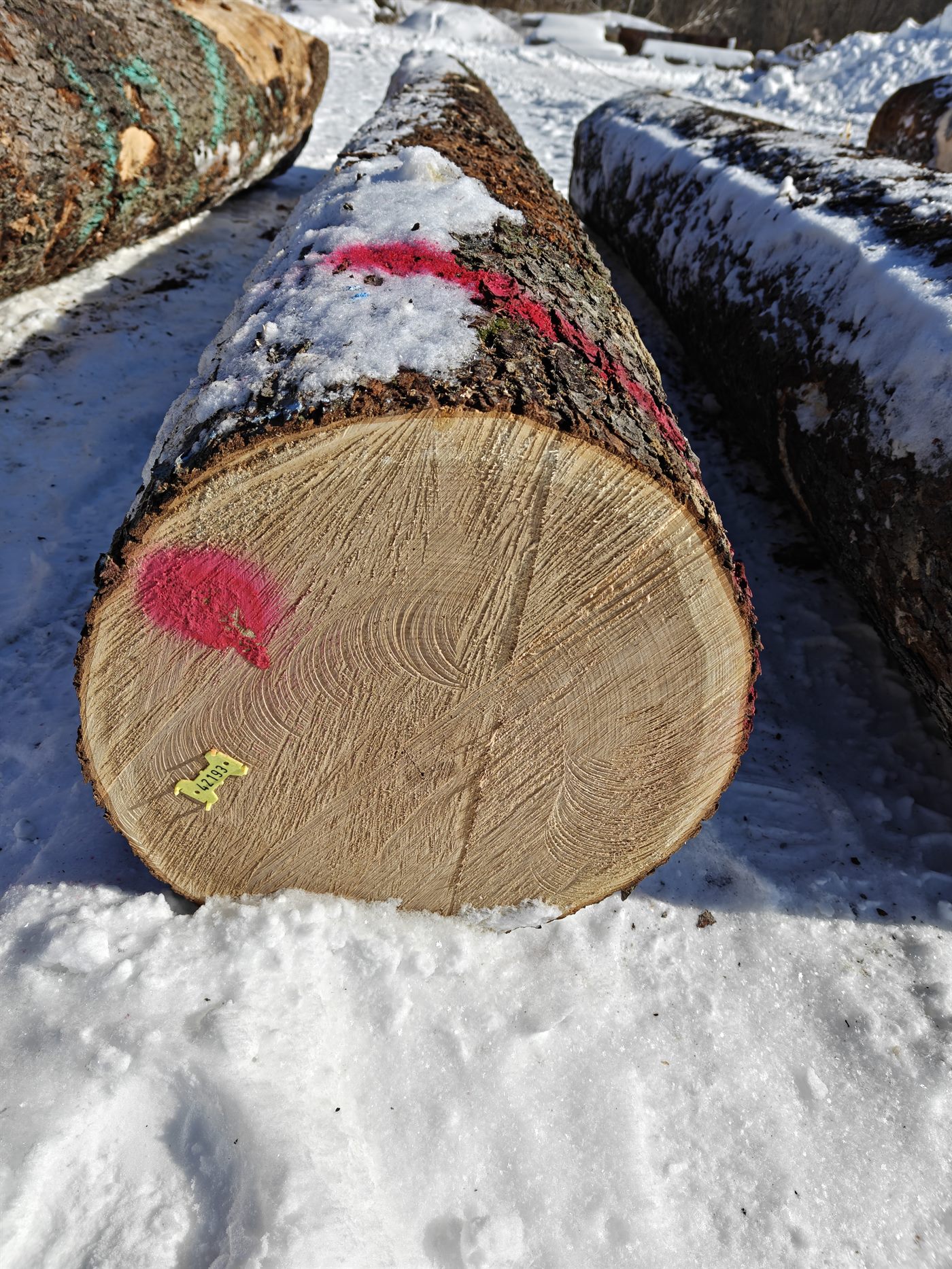Premium hardwood log marked for export