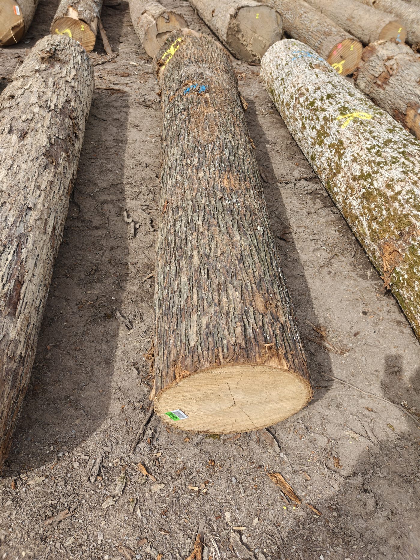 Log inventory ready for international shipping