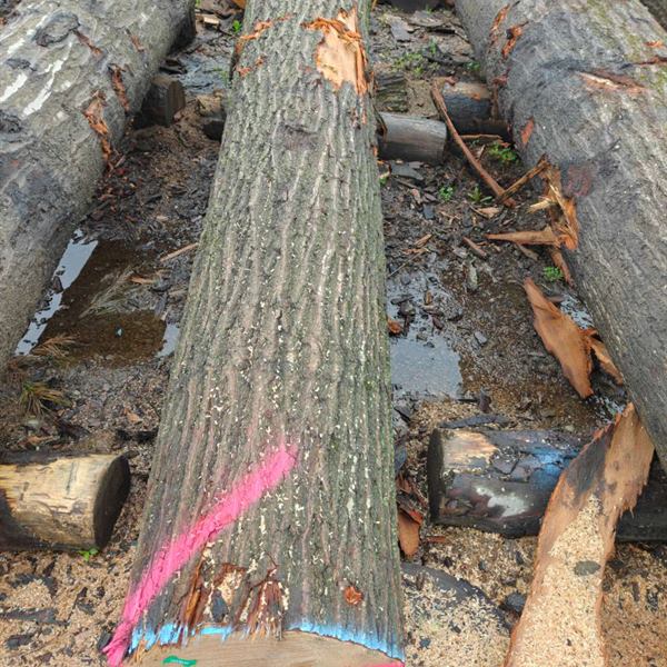 BMJ Forest Products log inventory 2
