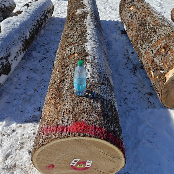 BMJ Forest Products log inventory 4