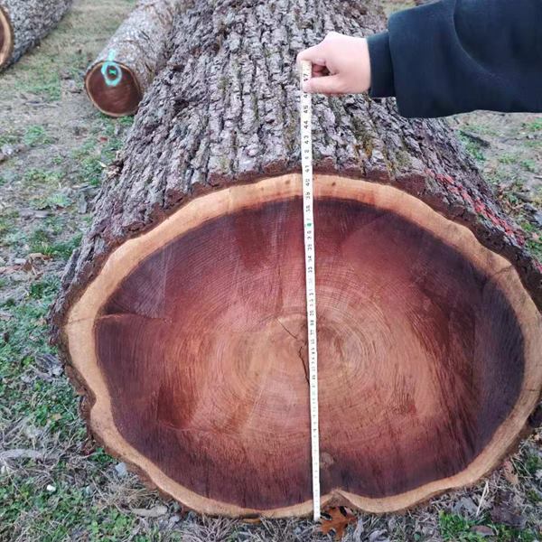 BMJ Forest Products log inventory 6