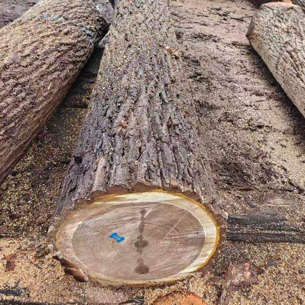 BMJ Forest Products log inventory 7
