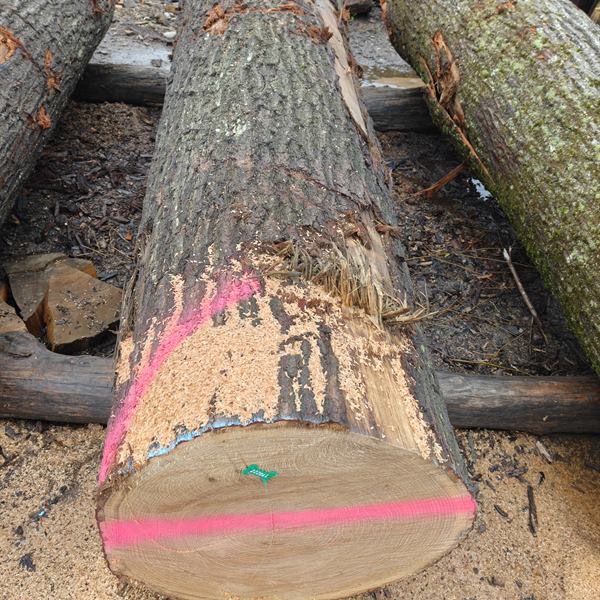 BMJ Forest Products log inventory 12