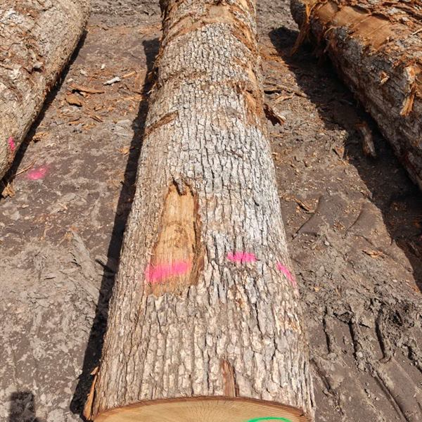 BMJ Forest Products log inventory 14